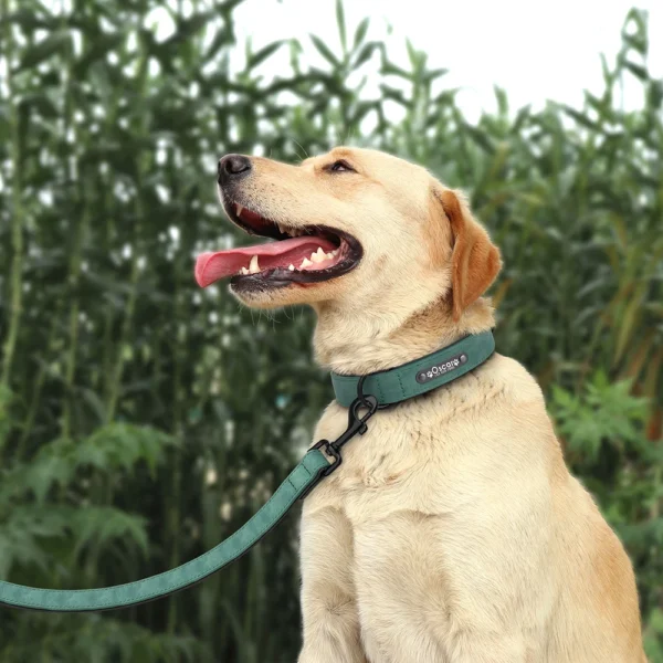 Juego de correa de Collar de perro personalizado - Imagen 5