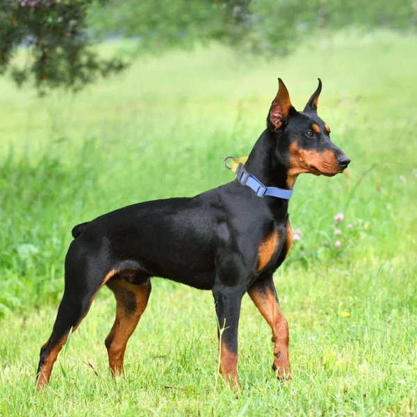 Collar de perro impermeable de PVC - Imagen 6