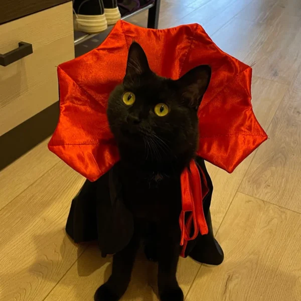 Dracu-cat - Imagen 3