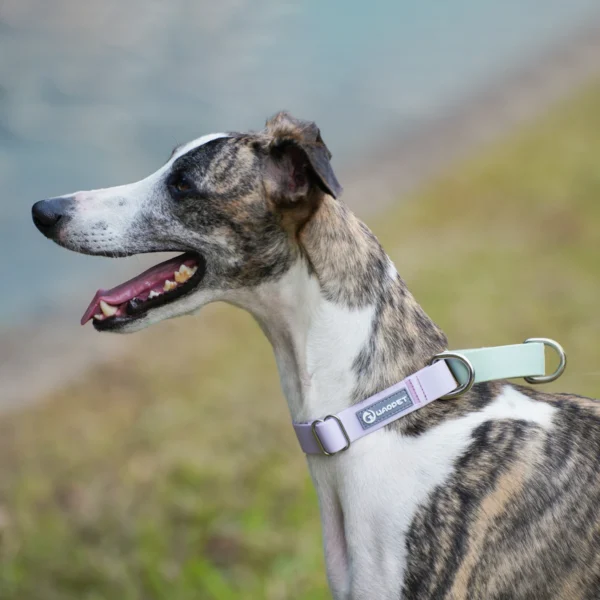 Collar de perro impermeable de PVC - Imagen 4