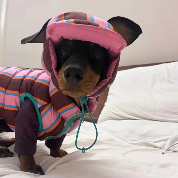 Campera Inflada con gorra a juego para Perros - Imagen 3