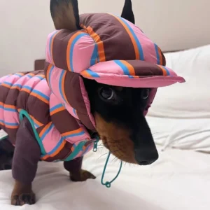 Campera Inflada con gorra a juego para Perros